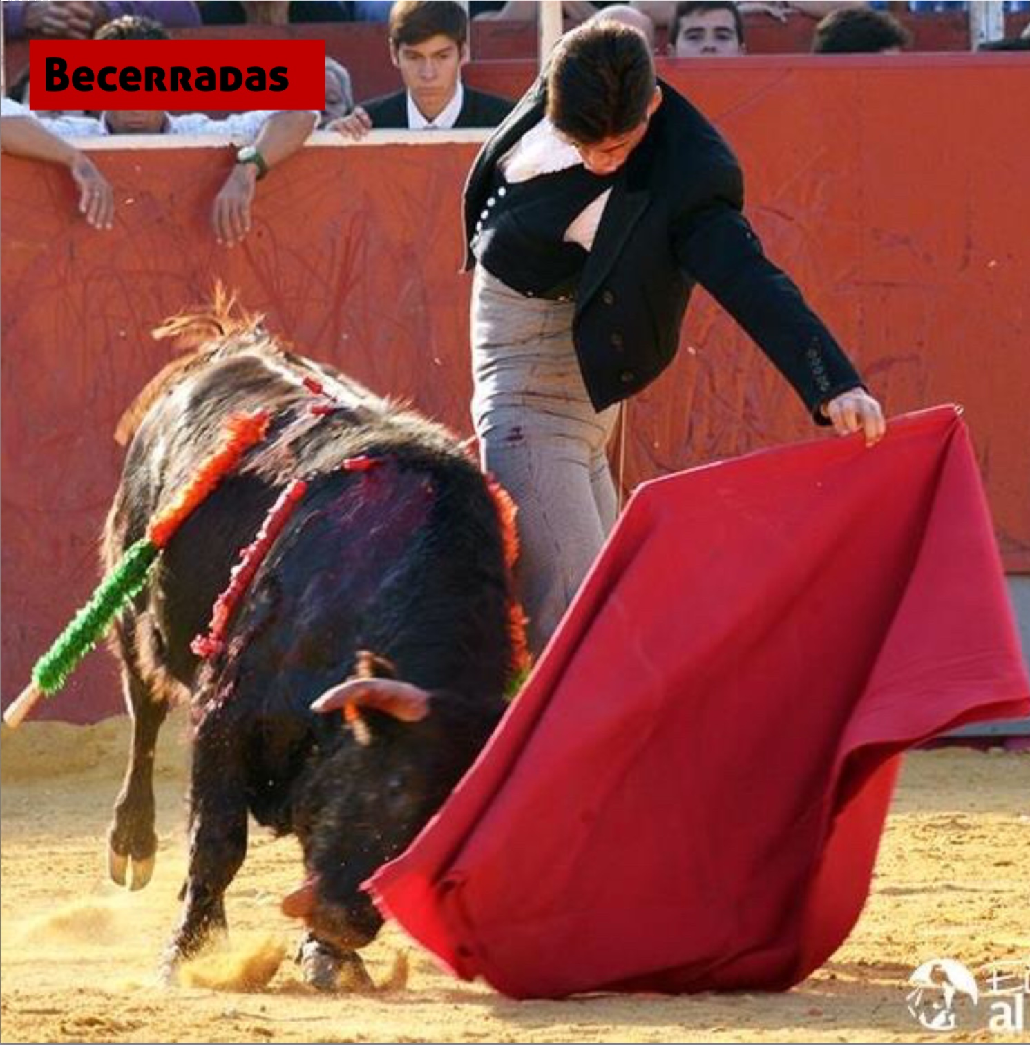 Becerradas